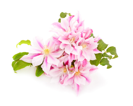 Clematis flowers bunch isolated on white background.の写真素材