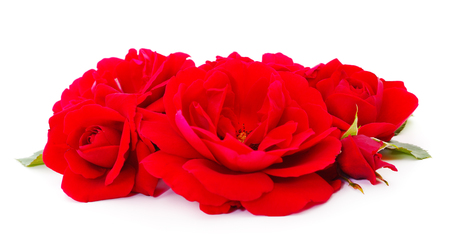 Red beautiful roses isolated on white background.の写真素材