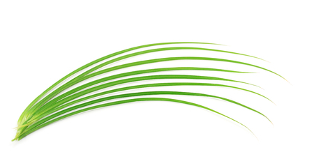 Fresh green grass isolated on white background.の写真素材