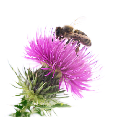 Honey bee on pink flower isolated on white background.の写真素材