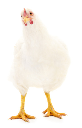 Young white hen isolated on white background.の写真素材