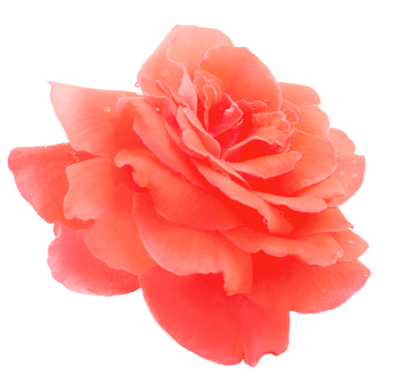 Red beautiful rose isolated on white background.の写真素材