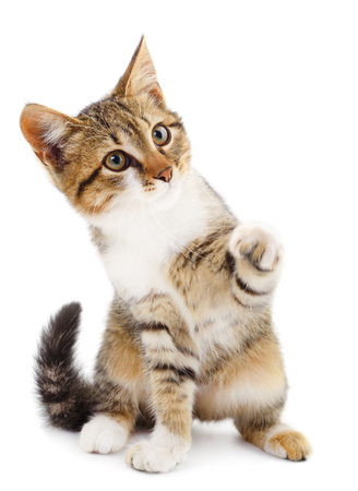 Small brown kitten on a white backgroundの写真素材