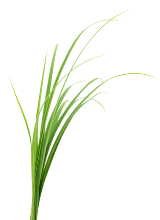 Fresh green grass isolated on white background.の写真素材