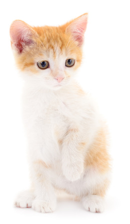 Small red kitten on a white backgroundの写真素材