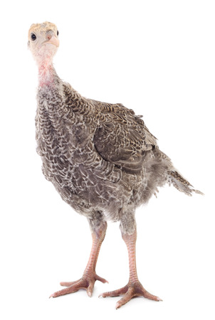 Young turkey bird isolated on white background.の写真素材