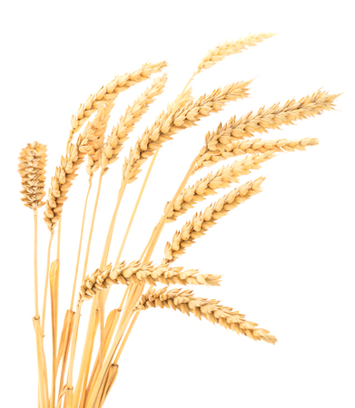 Ripe ears of wheat isolated on white background.の写真素材