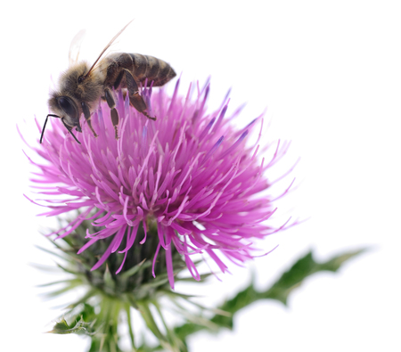 Honey bee on pink flower isolated on white background.の写真素材