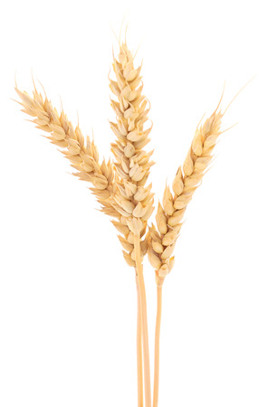 Ripe ears of wheat isolated on white background.の写真素材