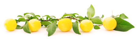 Plum branch with ripe fruits, isolated on white.の写真素材