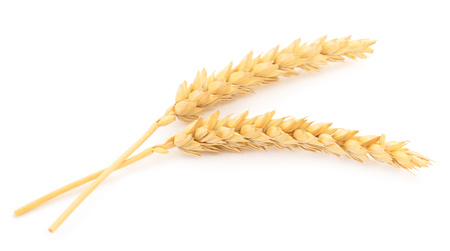 Two ripe ears of wheat isolated on white background.の写真素材
