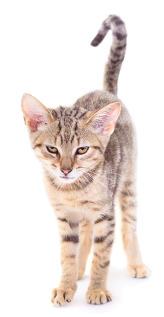 Small brown kitten on a white backgroundの写真素材