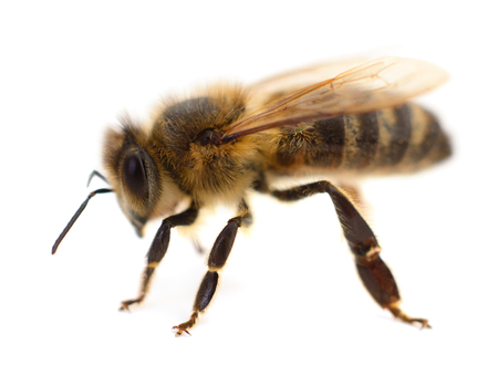 Close Up shot of a bee isolated on white background.の写真素材