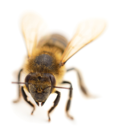 Close Up shot of a bee isolated on white background.の写真素材