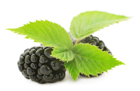 Group of ripe blackberries with green leaves isolated on white background.の写真素材