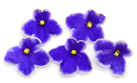Saintpaulia (African violets) isolated on white background.の写真素材