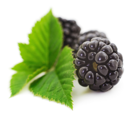 Group of ripe blackberries with green leaves isolated on white background.の写真素材