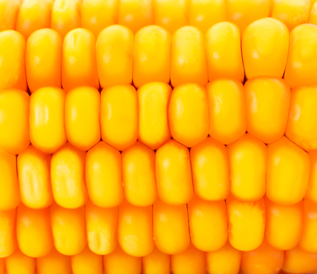 Uneven background of ripe corn.の写真素材