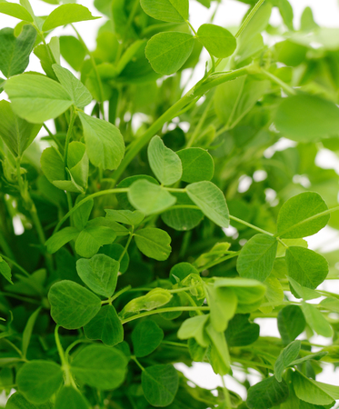 Clover with green leaves, background.の写真素材