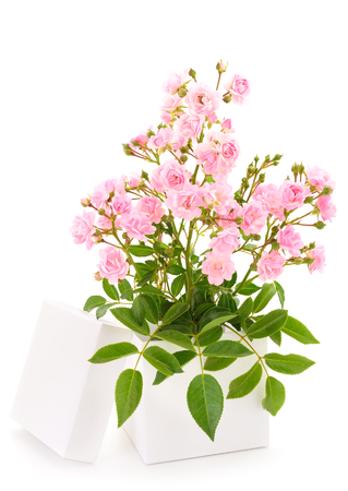 Gift box and rose flowers isolated on white.の写真素材