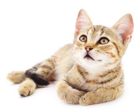 Small brown kitten on a white backgroundの写真素材
