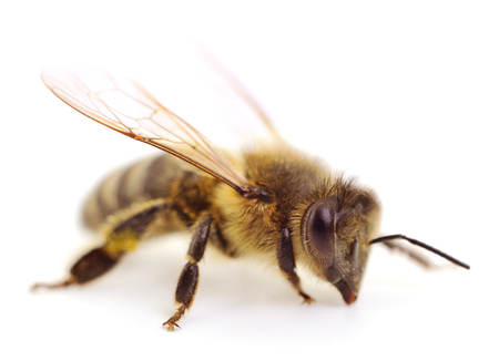 Close Up shot of a bee isolated on white background.の写真素材