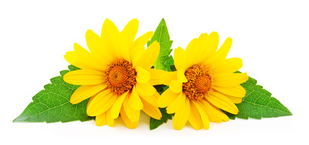 Yellow flower Rudbeckia, (mini sunflower) isolated on white background.の写真素材