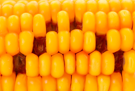Uneven background of ripe corn.の写真素材