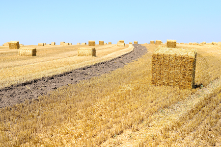 Bales of straw field after harvest of wheat.の写真素材