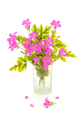 Bouquet of pink  wildflowers  isolated on white.の写真素材