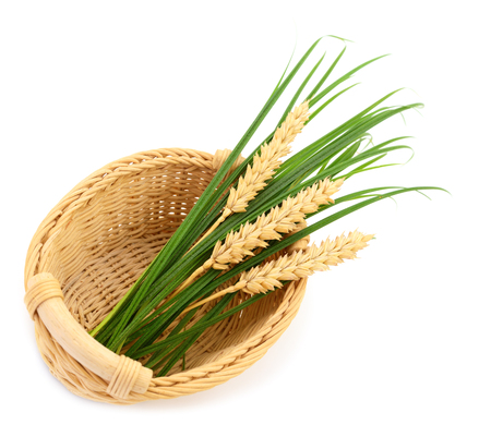 Basket with green grass and ripe ears isolated on white.の写真素材