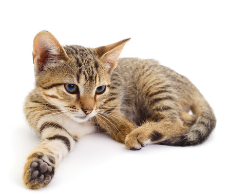 Small brown kitten on a white backgroundの写真素材