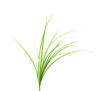 Fresh green grass isolated on white background.の写真素材