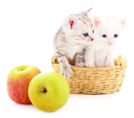 Two kittens and two apples on a white background.の写真素材