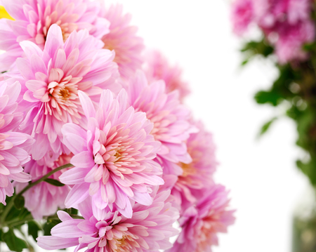 Autumn beautiful colorful flowers of chrysanthemum isolated on white backgroundの写真素材