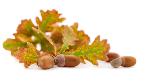 Autumn leaves and acorns in a basket, isolated on a white background.の写真素材