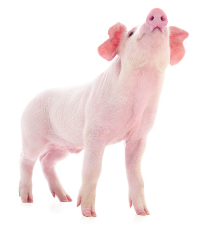 Small pink pig who is isolated on white background.の写真素材
