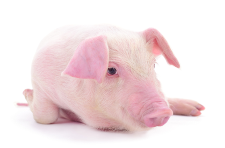 Small pink pig who is isolated on white background.の写真素材