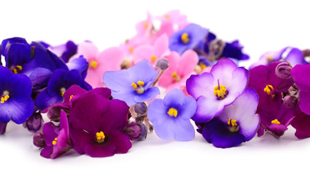 Saintpaulia (African violets), background.