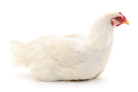 Young white hen isolated on white background.の写真素材