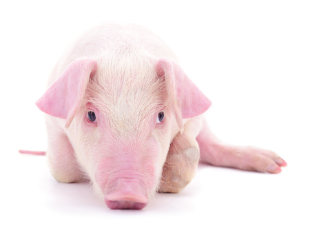 Small pink pig who is isolated on white background.の写真素材