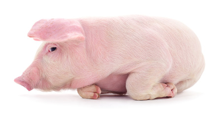 Small pink pig who is isolated on white background.の写真素材