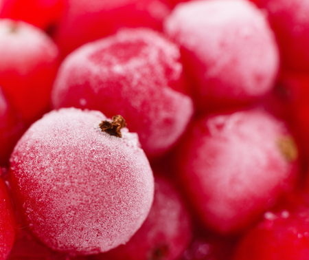 Red currant berries. Taken out from the freezer are slowly melting.の写真素材