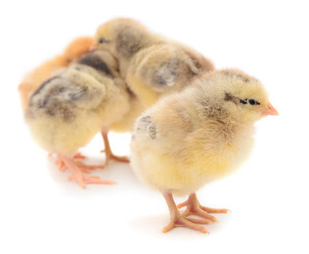 Five yellow chickens. Four yellow chickens on a white background.の写真素材