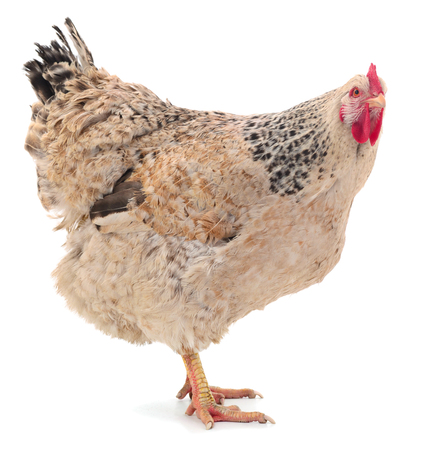 Young white hen isolated on white background.の写真素材