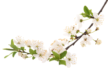 Flowering branch of cherry isolated on a white background.の写真素材