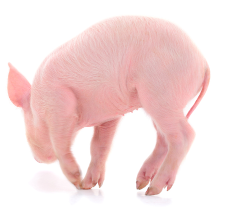 Small pink pig who is isolated on white background.の写真素材