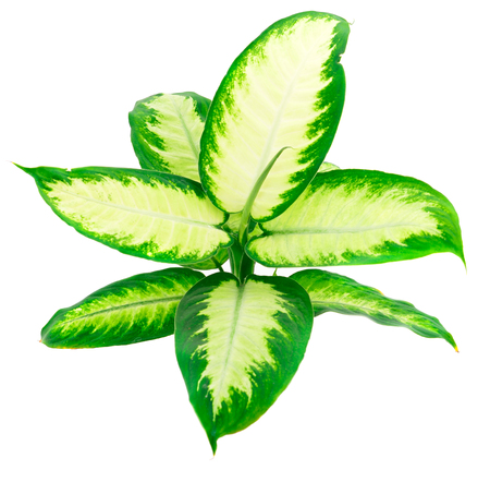 Dieffenbachia or dumb cane isolated on white background in flower pot.の写真素材