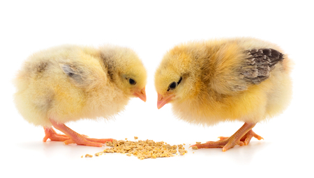Two cute little baby chicks pecking seeds against white background. の写真素材