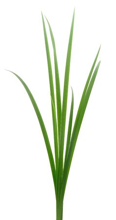 Bunch of fresh green grass isolated on white background.の写真素材